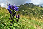 PIZZO BADILE (2044 m) brembano da Valleve il 16 agosto 2019 - FOTOGALLERY